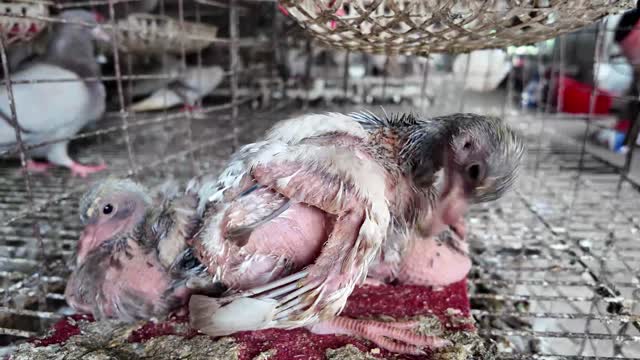 Bald Squab Close Up
