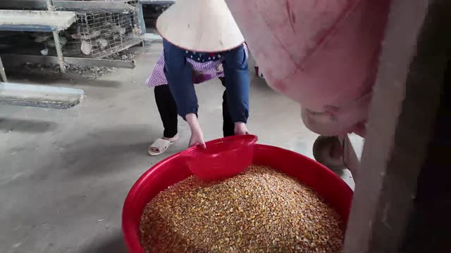Scooping Grain For Pigeons