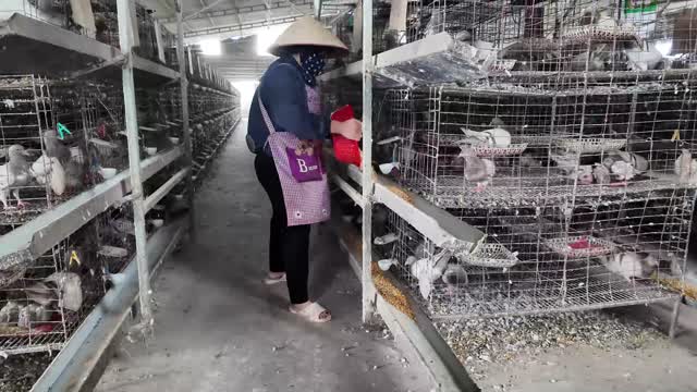 Feeding Pigeons In Aisle
