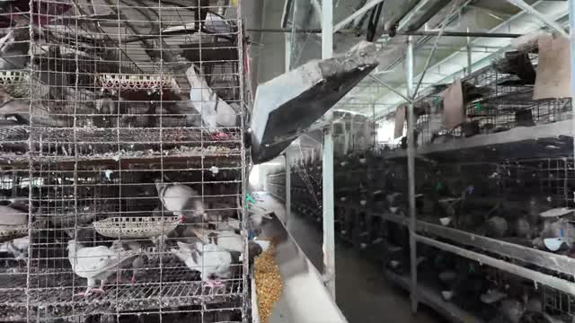 Pigeons At Feed Trough