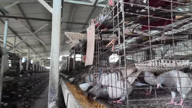 Pigeons Feeding On Corn
