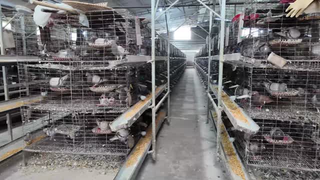 Pigeon Cage Aisle View