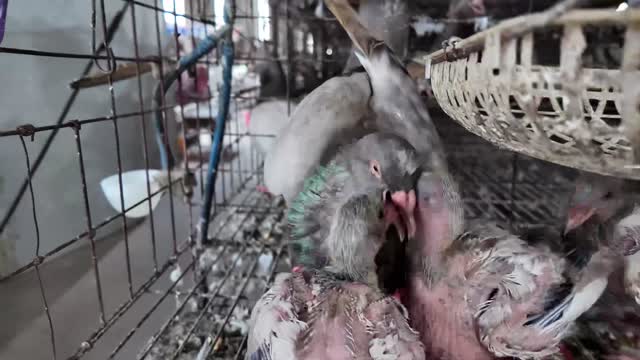 Pigeons Tending Their Young