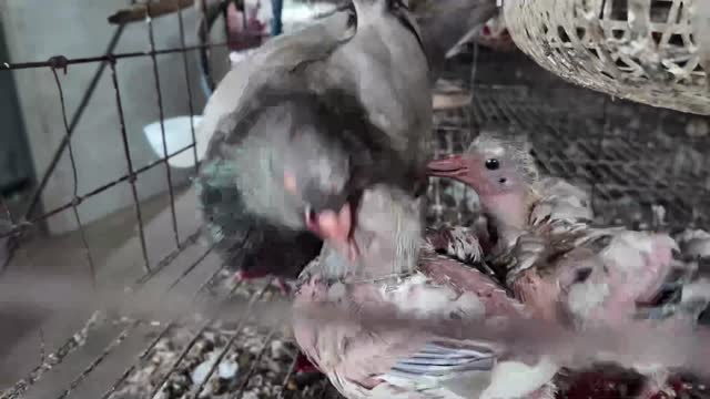 Pigeon Parent And Squab
