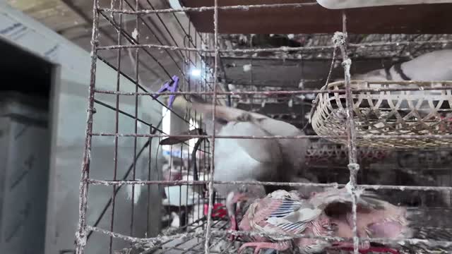 Squabs In Coop Basket
