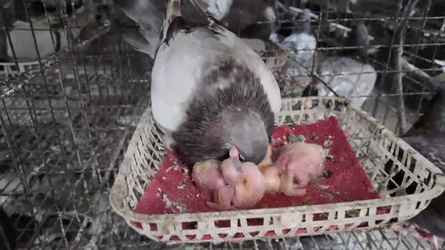 Pigeon Feeding Its Squabs