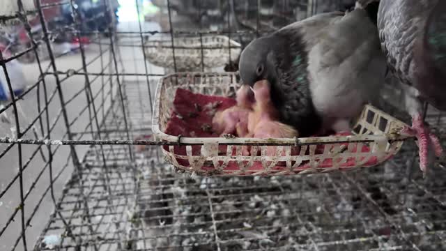 Squabs In Nesting Basket