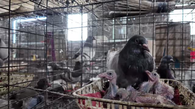 Pigeon Guarding Its Chicks