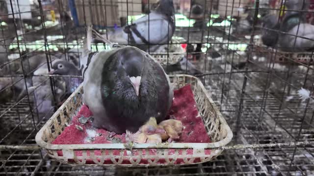 Pigeon Nesting Over Squabs