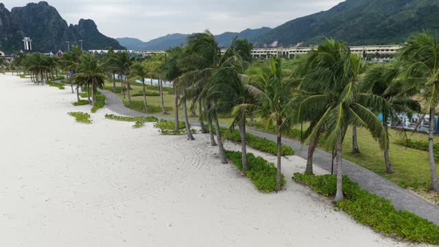 Palm Trees White Sand Beach