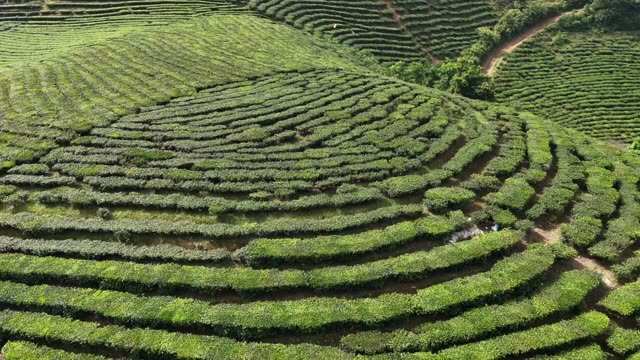 Tea Terraces Curving Over Hillside