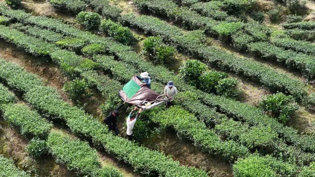 Workers Harvesting Tea Rows