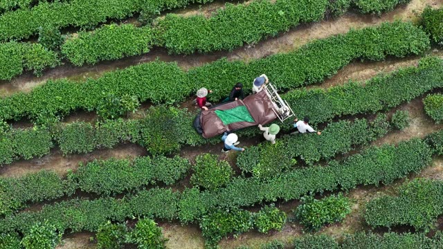 Tea Harvest Seen From Above