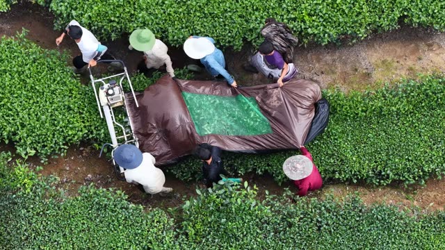Crew Pulling Harvest Sheet In Tea Field