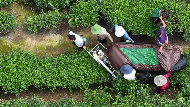 Farmers Working A Tea Plantation