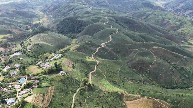 Winding Road Through Tea Hills