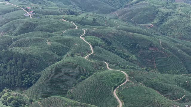 Endless Green Tea Hills