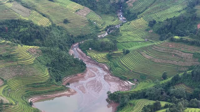 Braided Stream Between Rice Fields