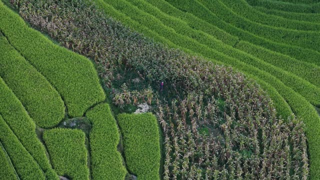 Dry Corn Rows Beside Green Paddies