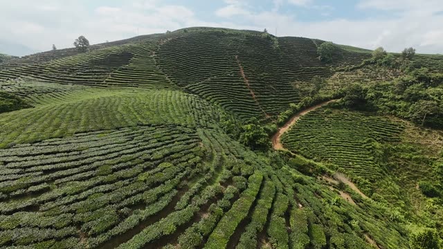 Green Tea Hills Panorama