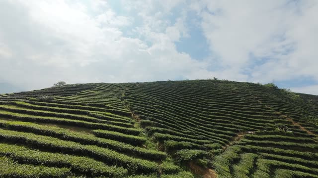 Tea Terraces Under Open Sky