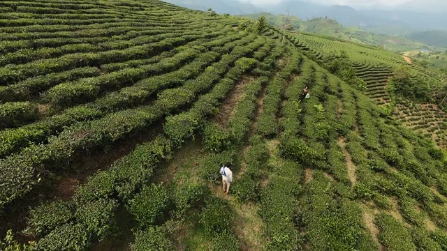 Worker Among Hillside Tea Rows