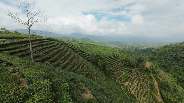 Lone Tree Over Tea Terraces