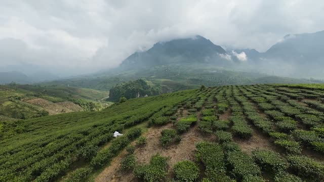 Tea Slopes Below Misty Peaks