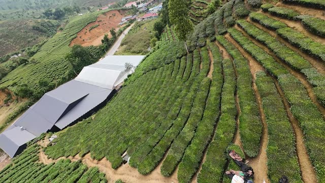 Tea Farm And Processing Shed