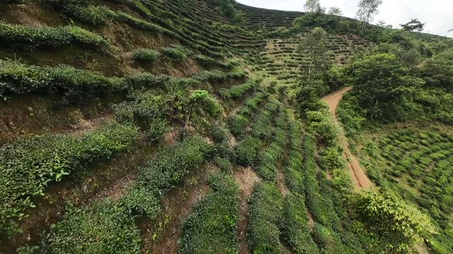 Steep Tea Terraces And Trail