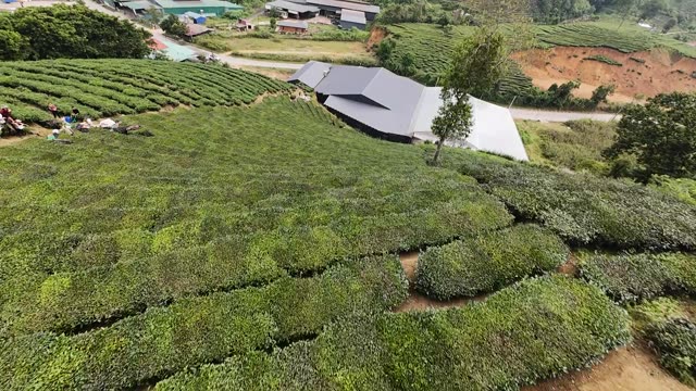 Farmhouse Among Tea Rows