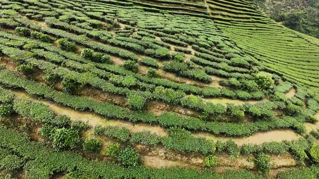 Swirling Tea Plantation Rows
