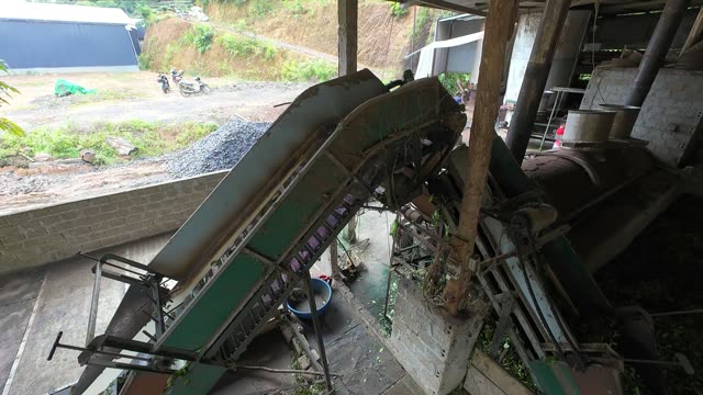 Tea Leaves On Factory Conveyor
