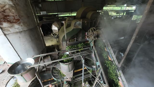 Inside A Tea Processing Factory