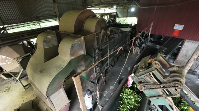 Tea Withering Machines At Work