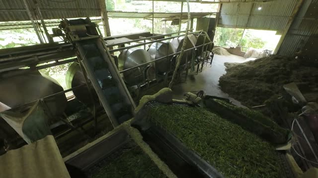 Tea Factory Production Floor