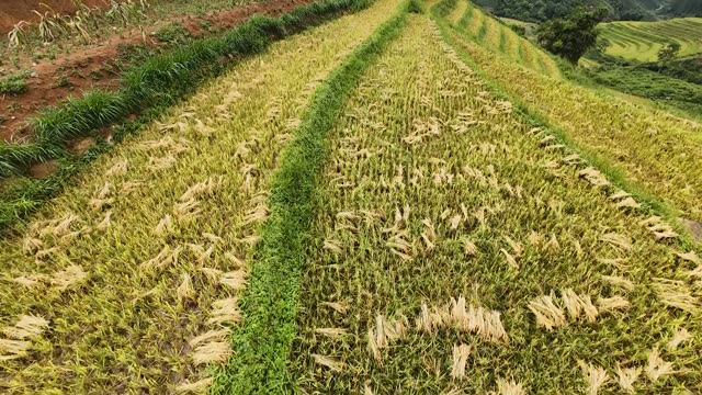 Freshly Harvested Rice Field