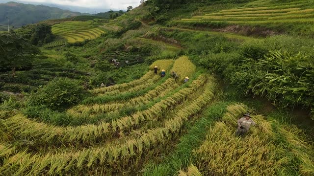 Harvest On Golden Rice Terraces