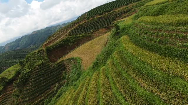 Golden And Green Rice Terraces