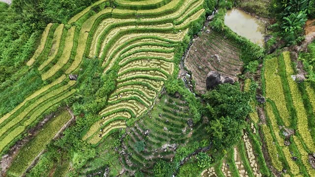 Rice Terraces From Directly Above