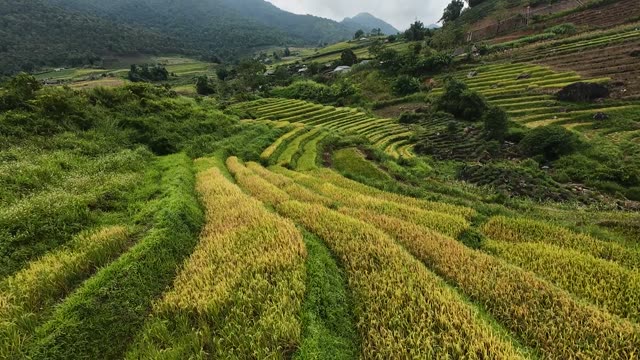 Rice Terrace Valley In Harvest