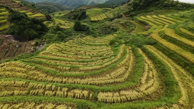 Cascading Golden Rice Terraces