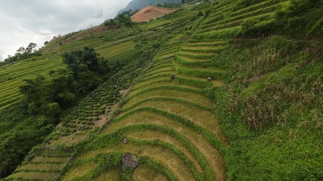 Steep Terraced Rice Slope