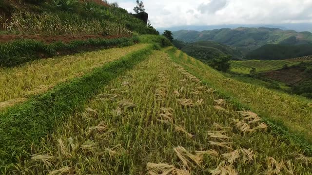 Ripe Paddy Ridge And Mountains