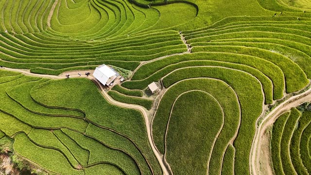 Green Rice Terraces Around A Hut