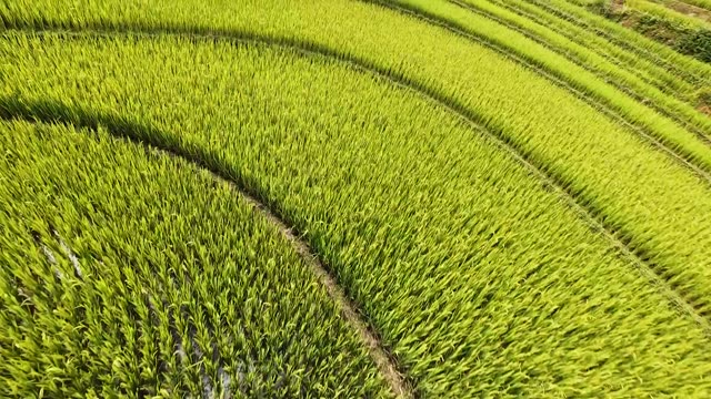Lush Green Rice Field Texture