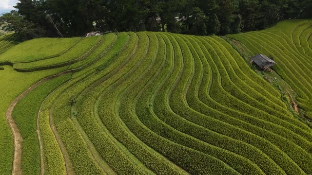 Curving Green Rice Terraces