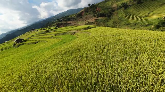 Golden Rice Field On The Hill