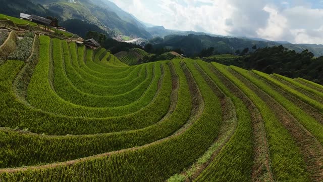 Swirling Green Rice Terraces
