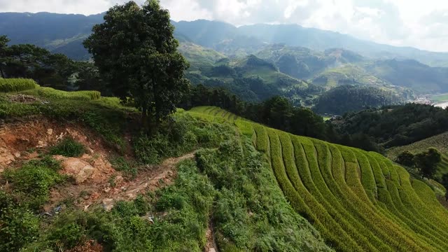 Hillside Tree Over Rice Terraces